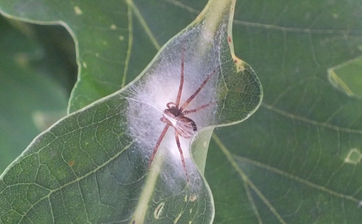 Philodromus cespitum 1 Copyright: Peter Pearson