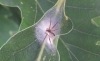 Philodromus cespitum 1 