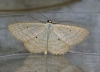 Lesser Cream Wave  Scopula immutata 1 Copyright: Graham Ekins