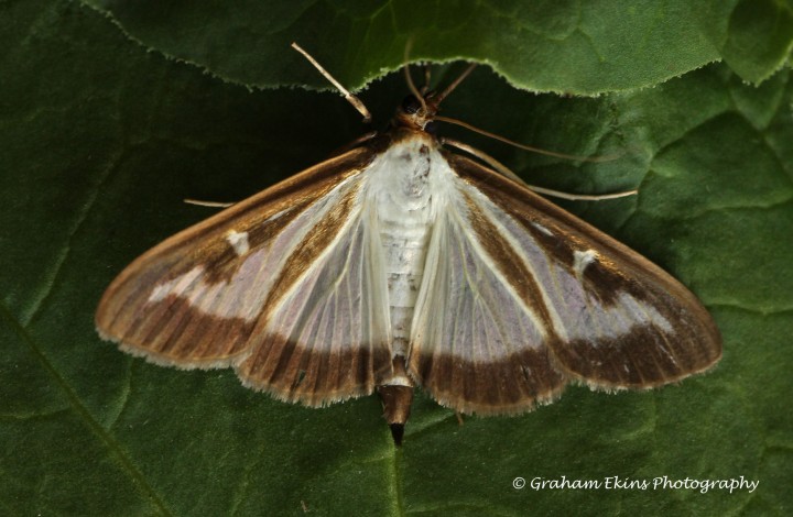 Cydalima perspectalis 2 Copyright: Graham Ekins