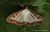 Cydalima perspectalis 2 Copyright: Graham Ekins