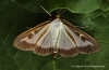 Cydalima perspectalis 2 Copyright: Graham Ekins