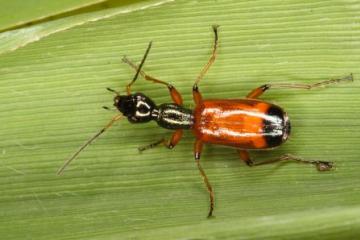 Odacantha melanura Copyright: Peter Harvey