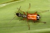 Odacantha melanura Copyright: Peter Harvey