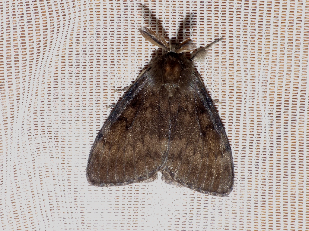 Gypsy Moth Copyright: Peter Furze