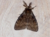 Gypsy Moth 