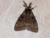 Gypsy Moth