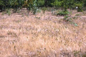 Littlebrook Lakes-drought stressed grassland Copyright: Peter Harvey