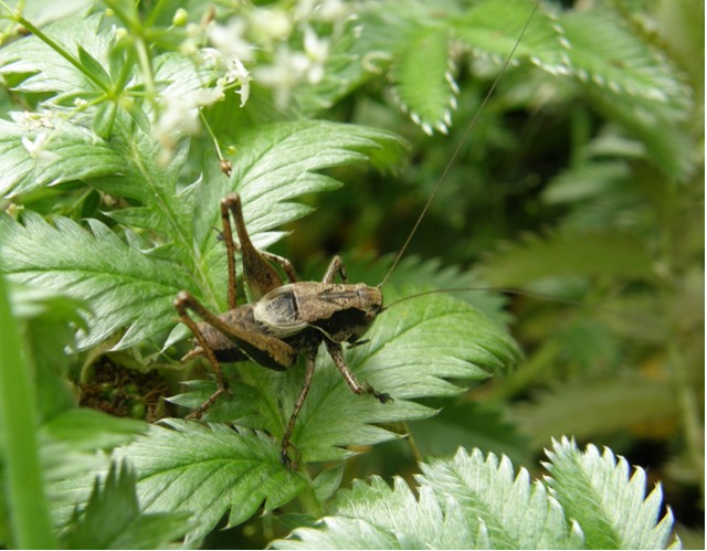 Pholidoptera griseoptera Copyright: Sue Grayston