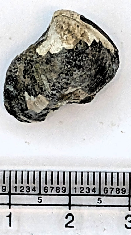 Thyasira goodhalli fossil bivalve shell from London Clay Copyright: Mike Daniels Collection