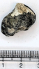 Thyasira goodhalli fossil bivalve shell from London Clay