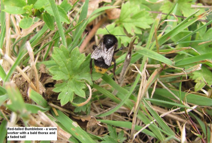 Red-tailed Bumblebee Copyright: Graham Smith