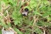 Red-tailed Bumblebee 