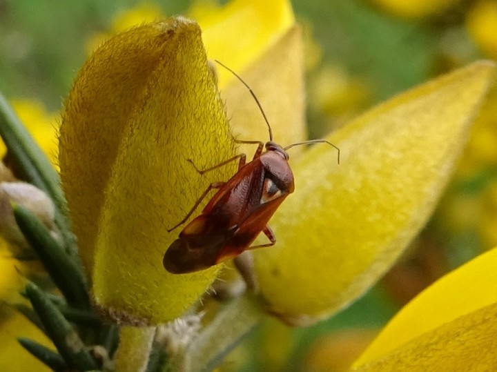 Lygus pratensis on gorse Copyright: Raymond Small