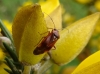 Lygus pratensis on gorse