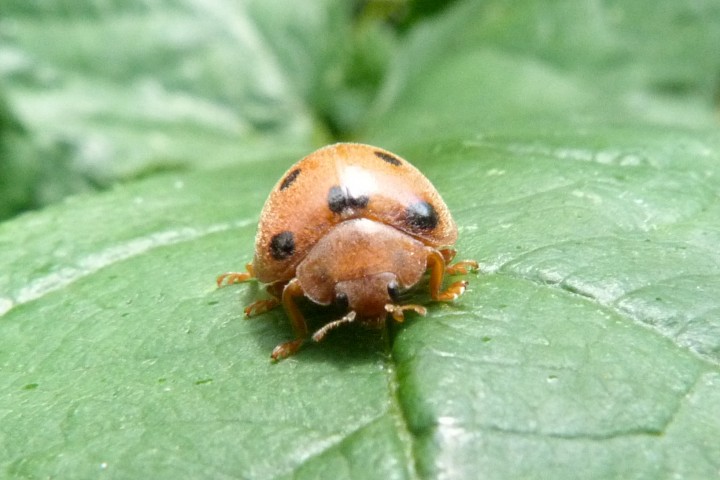 Bryony Ladybird Henosepilidana argus Copyright: Howard Vaughan