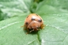 Bryony Ladybird Henosepilidana argus 