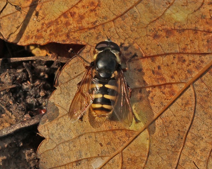 Sericomyia silentis 1 Copyright: Graham Ekins