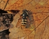 Sericomyia silentis 1 Copyright: Graham Ekins