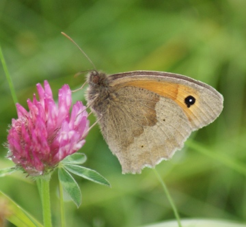 Meadow Brown (male underside) Copyright: Robert Smith