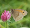 Meadow Brown (male underside) Copyright: Robert Smith