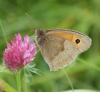 Meadow Brown (male underside)