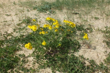 Oxford Ragwort Copyright: Peter Pearson