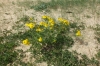 Oxford Ragwort 