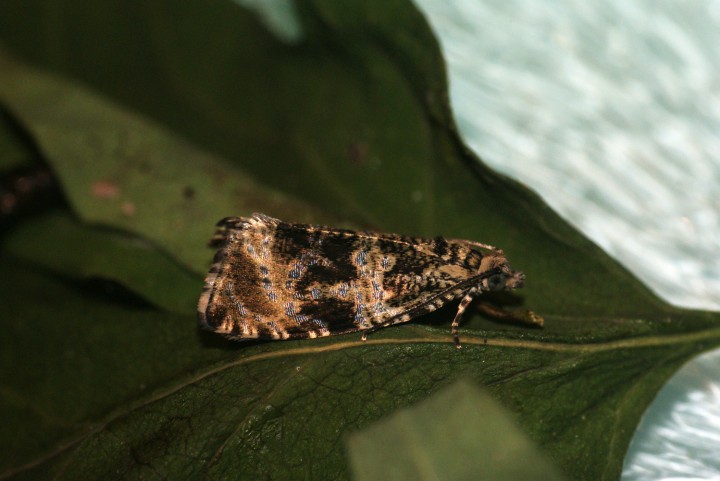 Celypha lacunana 2 Copyright: Ben Sale