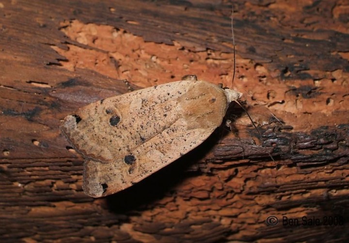 Large Yellow Underwing 3 Copyright: Ben Sale