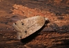 Large Yellow Underwing 3