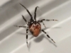 Parasteatoda lunata 14 04 2020