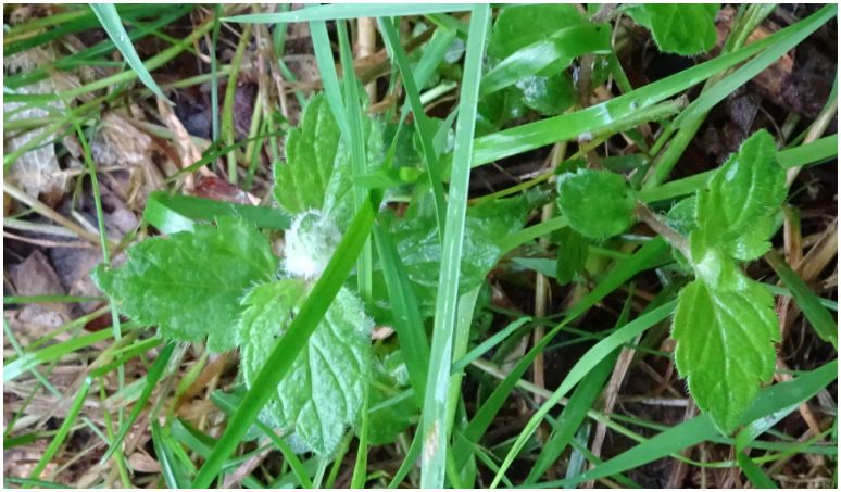 Speedwell gall wasp gall Copyright: Peter Squire