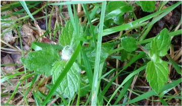 Speedwell gall wasp gall Copyright: Peter Squire