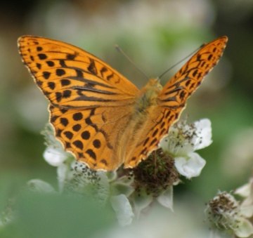 Silver-washed Fritillary (male) Copyright: Robert Smith