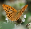 Silver-washed Fritillary (male) Copyright: Robert Smith