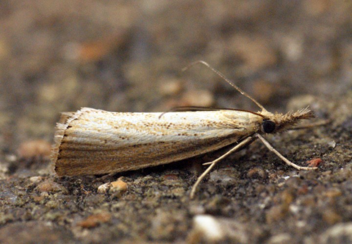 Agriphila straminella 2 Copyright: Ben Sale