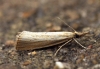 Agriphila straminella 2 Copyright: Ben Sale