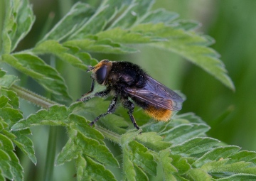 Merodon equestris female Copyright: Graham Ekins