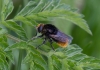 Merodon equestris female