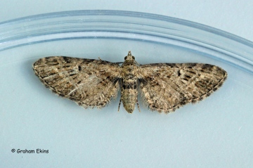 Eupithecia exiguata Mottled Pug 2 Copyright: Graham Ekins