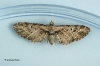 Eupithecia exiguata Mottled Pug 2 