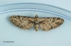 Eupithecia exiguata Mottled Pug 2