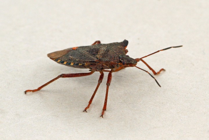 Pentatoma rufipes (Forest Bug) 3 Copyright: Graham Ekins