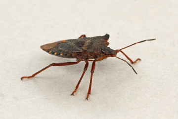 Pentatoma rufipes (Forest Bug) 3 Copyright: Graham Ekins