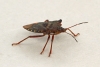 Pentatoma rufipes (Forest Bug) 3