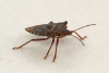 Pentatoma rufipes (Forest Bug) 3 