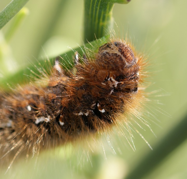 final instar - on Broom Copyright: Robert Smith