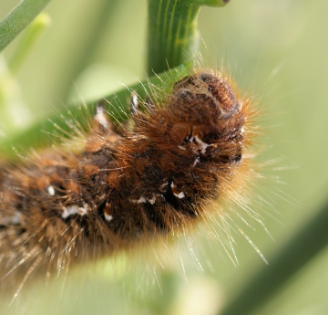 final instar - on Broom Copyright: Robert Smith