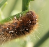 final instar - on Broom Copyright: Robert Smith